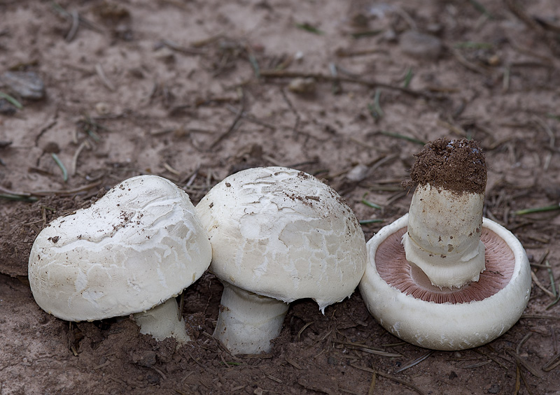 Agaricus bernardii